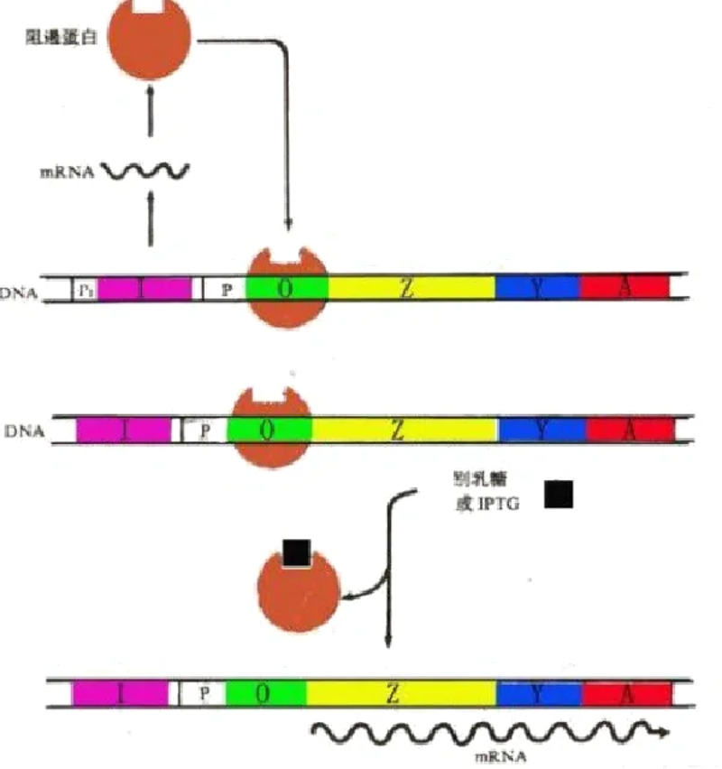 蛋白表达技术在生物医学研究中扮演着至关重要的角色。通过这项技术,科学家能够深入了解蛋白质的功能及其与疾病的关系。今天我们就一起来探讨一下蛋白表达的基本原理、常用方法以及如何选择最合适的方案。